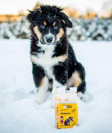 Miks on lõheõli talvisel ajal kassidele ja koertele eriti oluline?